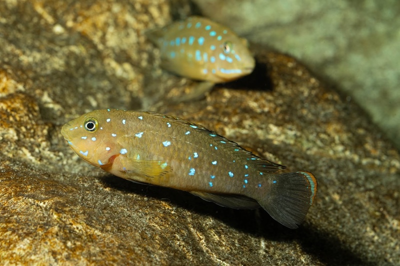 Tanganicodus sp. 'kavalla' Kibige Island